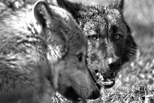 Wolf Poster featuring the photograph That's My Bone Black And White by Adam Jewell