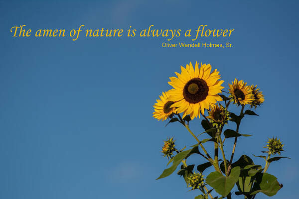 Nature Poster featuring the photograph The Amen of Nature is Always a Flower by Douglas Wielfaert