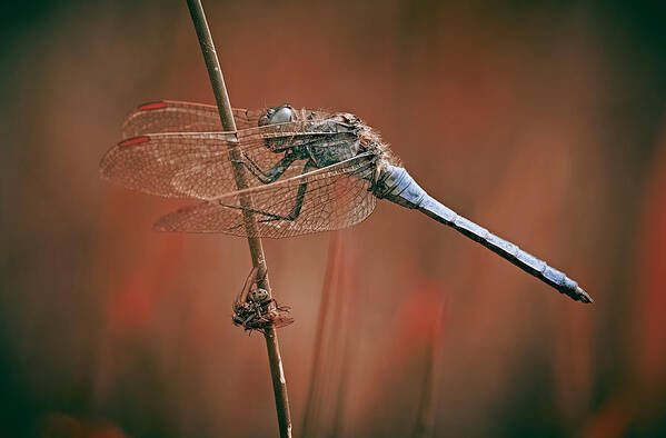Fly
Dragonfly
Insects Poster featuring the photograph The Battlefield by Stuart Williams