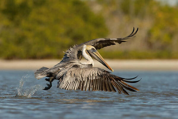 Amazing Poster featuring the photograph The Brown Pelican, Pelecanus Occidentalis by Petr Simon