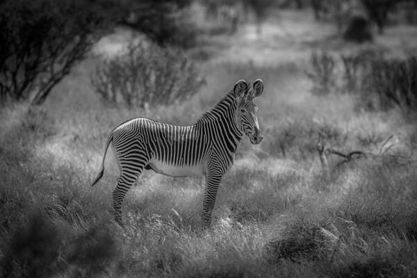 Zebra Poster featuring the photograph The Endangered Grevy Zebra by Jeffrey C. Sink