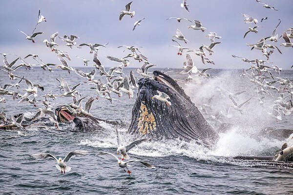  Poster featuring the photograph The Feeding Frenzy Part 2 by Jeffrey C. Sink