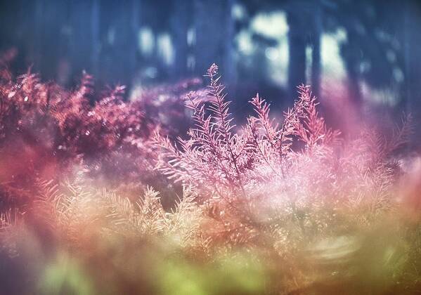 Forest Poster featuring the photograph The Forest by Jaroslav Buna