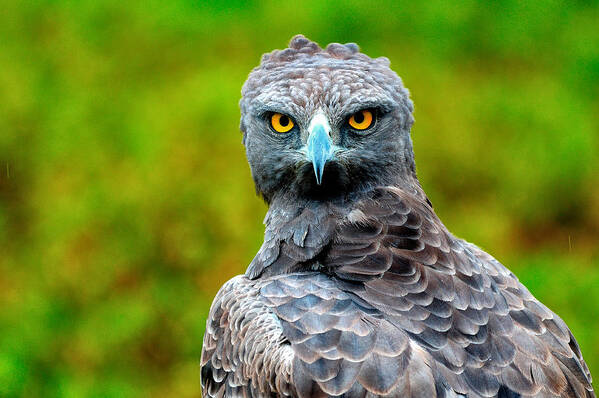 Animals Poster featuring the photograph The Gaze Of The Martial Eagle by Giuseppe Damico