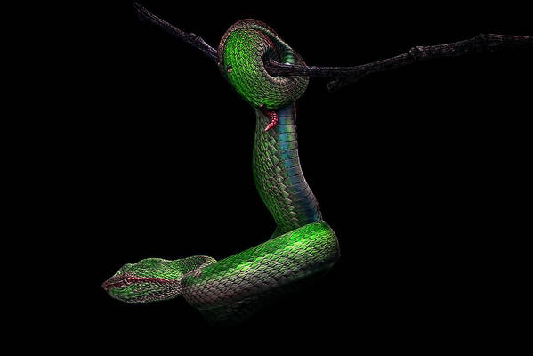 #snake Poster featuring the photograph The Green by Andri Permana