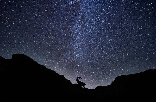 Ibex Poster featuring the photograph The Ibex And The Milky Way by Charly Lataste