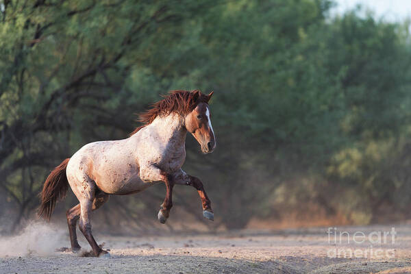 Salt River Wild Horse Poster featuring the photograph The Jump by Shannon Hastings