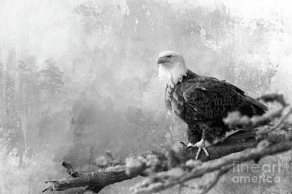 Raptor Poster featuring the photograph The King of Birds - BW by Beve Brown-Clark Photography