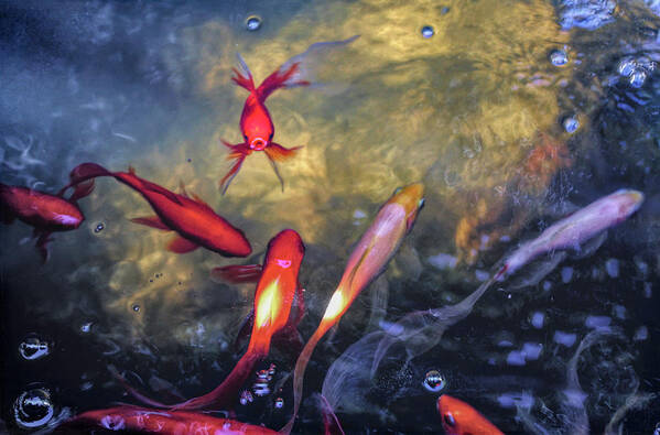 Koi Poster featuring the digital art The Koi Pond by Susan Hope Finley