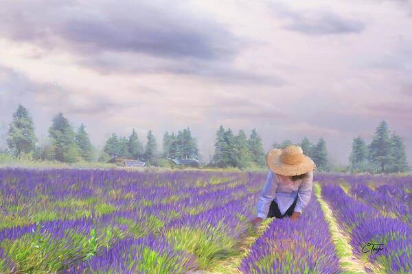 Lavender Poster featuring the mixed media The Lavender Lady of Provence by Colleen Taylor