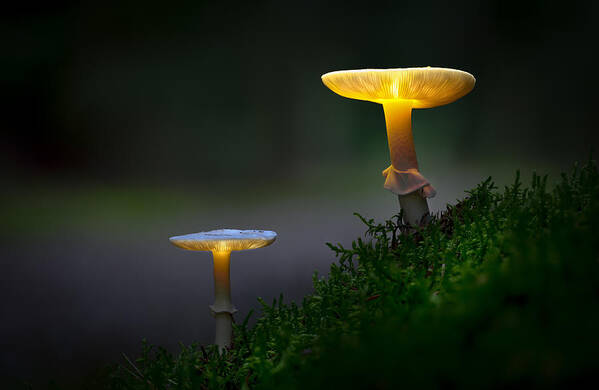 Bokeh Poster featuring the photograph The Mushrooms Of The Forest 03 by Karim Salehi