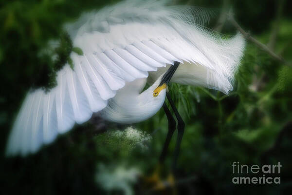 Snowy Egret Poster featuring the photograph The Nature Of Beauty by Mary Lou Chmura