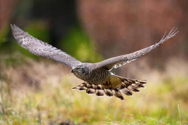 Accipiter Poster featuring the photograph The Northern Goshawk by Petr Simon