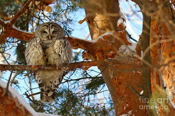 Barred Owl Poster featuring the photograph The owl with one eye by Heather King