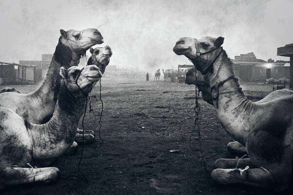 Documentary Poster featuring the photograph The Shepherd Of Camel Market by Mohamed Fawzy Kutp