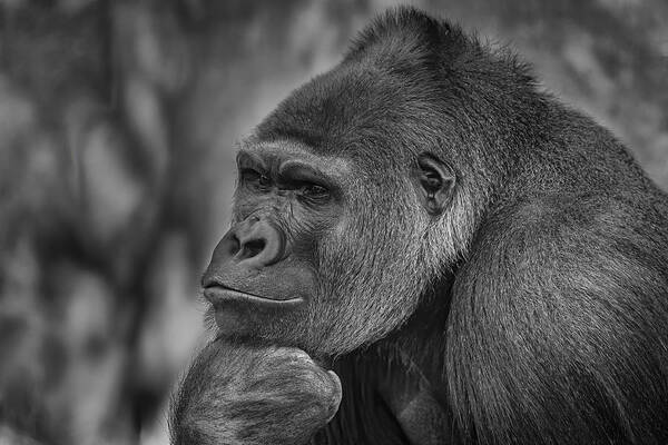 Gorilla Poster featuring the photograph The Thinker by Jeffrey C. Sink