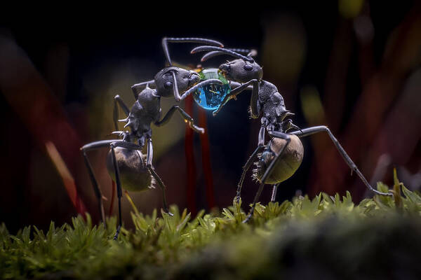 Ant Poster featuring the photograph The Two Ants by Adnan Hidayat P