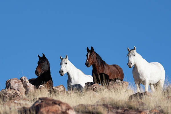 Wild Horses Poster featuring the photograph The Watchers by Mary Hone