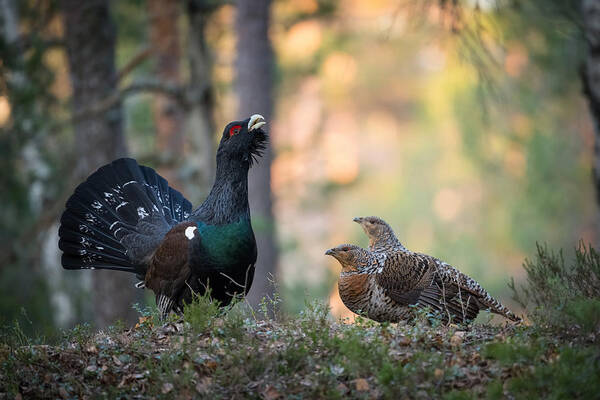 Action Poster featuring the photograph The Western Capercaillie Tetrao Urogallus by Petr Simon