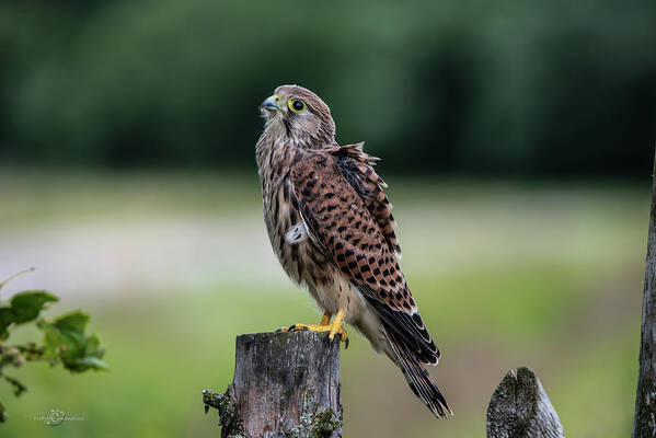 Kestrel Poster featuring the photograph The young Kestrel perching on a wooden fence pole by Torbjorn Swenelius