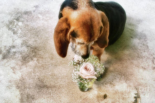 Dog Poster featuring the photograph This Flower Is For You by Joan Bertucci