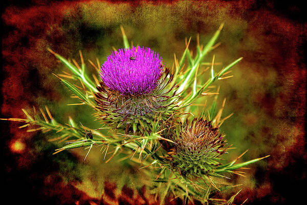  Blossom Poster featuring the photograph Thistle Life by Milena Ilieva