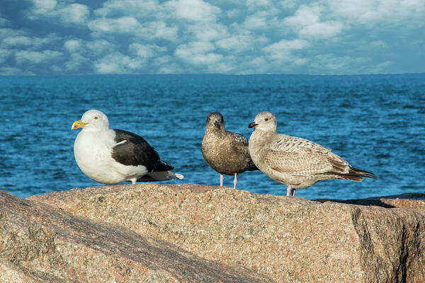 Gulls Poster featuring the photograph Three On The Rocks by Cathy Kovarik