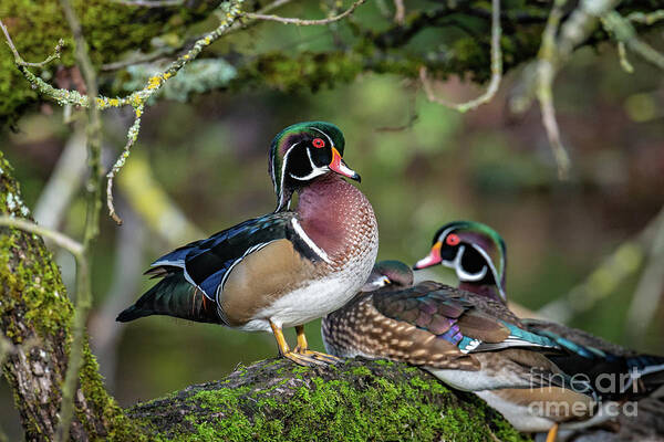 Wood Duck Poster featuring the photograph Three's A Crowd by Craig Leaper