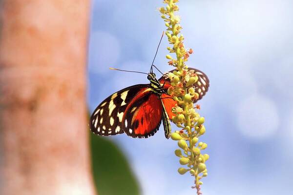 Butterfly Poster featuring the photograph Tiger Longwing Butterfly by Jaroslav Buna