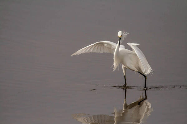 Snowy Egret Poster featuring the photograph Time to Fish by Dorothy Cunningham