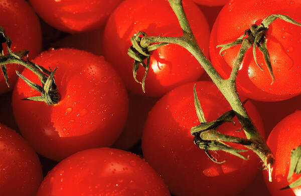 Juicy Poster featuring the photograph Tomatoes On Vine by Mitch Diamond