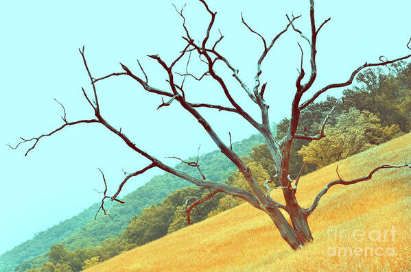 Trees Poster featuring the photograph Tree in the Field by La Dolce Vita
