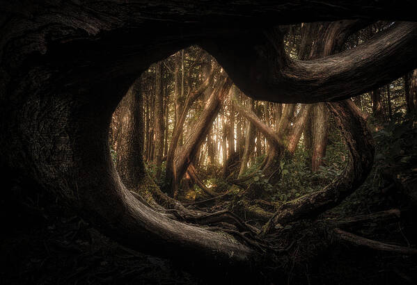 Tree
Forest
Canada
Rainforest Poster featuring the photograph Trees by Tonyxu