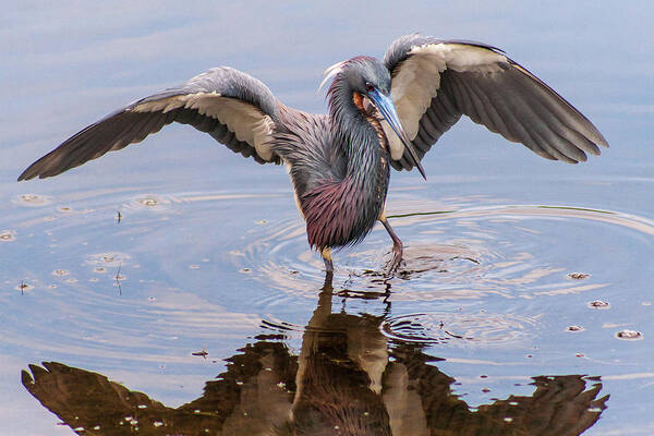 Tricolored Heron Poster featuring the photograph Tricolored Heron Fishing by Stefan Mazzola