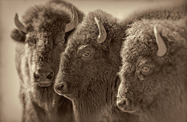 Buffalo Poster featuring the photograph Trio American Bison Sepia Brown by Jennie Marie Schell