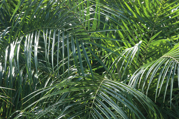 Green Poster featuring the painting Tropical Fronds by Wild Apple Portfolio