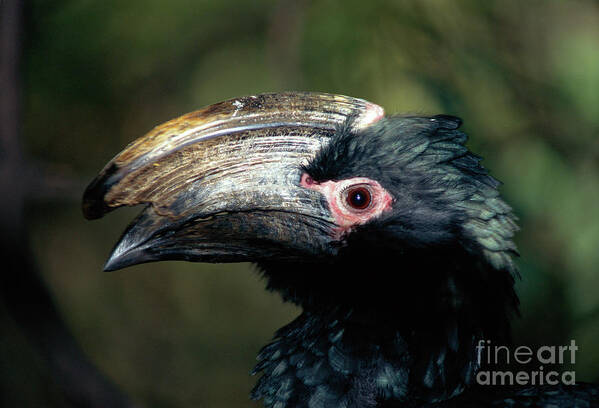 Trumpeter Hornbill Poster featuring the photograph Trumpeter Hornbill by Peter Chadwick/science Photo Library