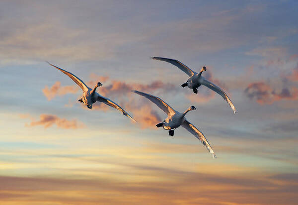 00557674 Poster featuring the photograph Trumpeter Swan Trio Flying, Magness Lake, Arkansas by Tim Fitzharris
