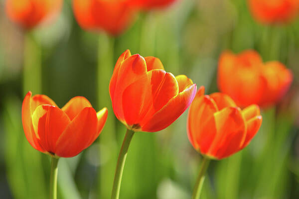 Flowerbed Poster featuring the photograph Tulip by Ithinksky