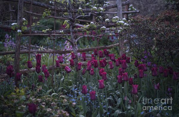 Tulips Poster featuring the photograph Tulips in the evening light by Perry Rodriguez