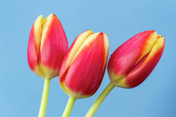 Tulips Poster featuring the photograph Tulips by Tanya C Smith