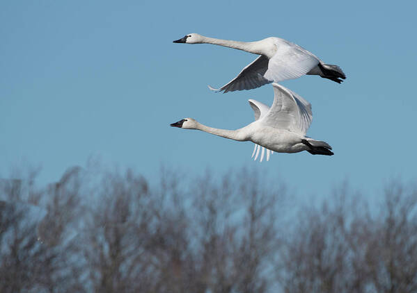 Birds Poster featuring the photograph Tundra Swan Duo by Donald Brown