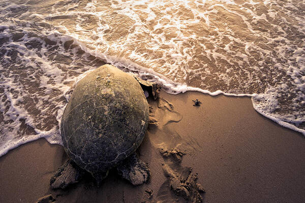 Beach Poster featuring the photograph Turtle Migration by Haitham Al Farsi