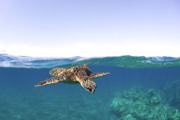 Animal Themes Poster featuring the photograph Turtle Split View by M Swiet Productions