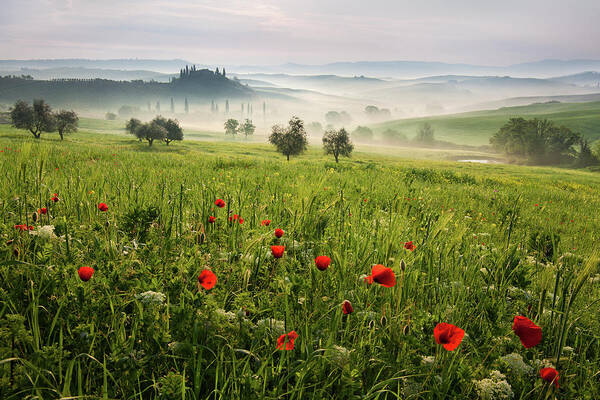 Italy Poster featuring the photograph Tuscan Spring by Daniel ?e?icha