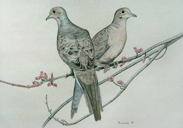 Two Mourning Doves Perched On A Branch Poster featuring the painting Two Birds On Branch by Rusty Frentner