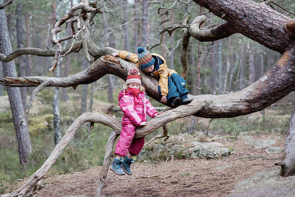 Two Kids Climbing Trees Together Outside In Sweden In Winter Poster by  Cavan Images - Fine Art America