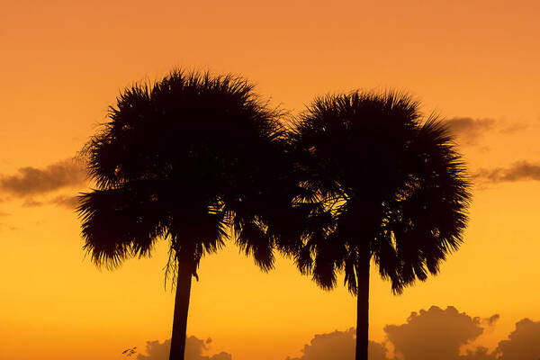 Sunset Poster featuring the photograph Two Palm Sunset by Robert Wilder Jr