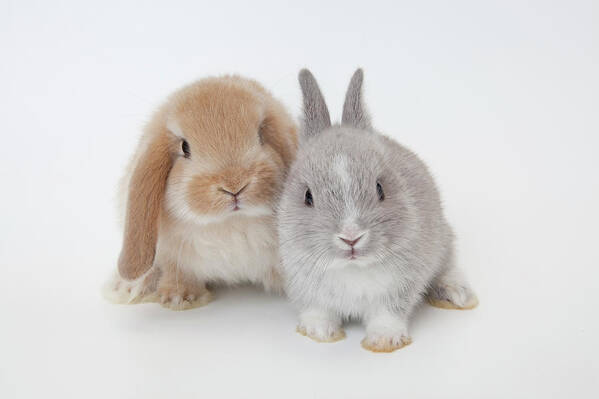 Pets Poster featuring the photograph Two Rabbits.netherland Dwarf And by Yasuhide Fumoto