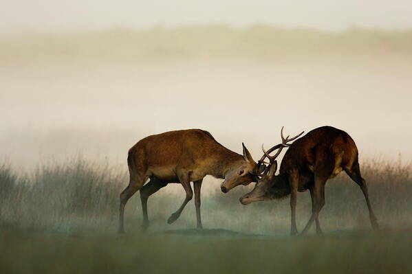 Rutting Poster featuring the photograph Two Red Deer Fighting In The Fog by Damiankuzdak